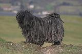 PULI 023